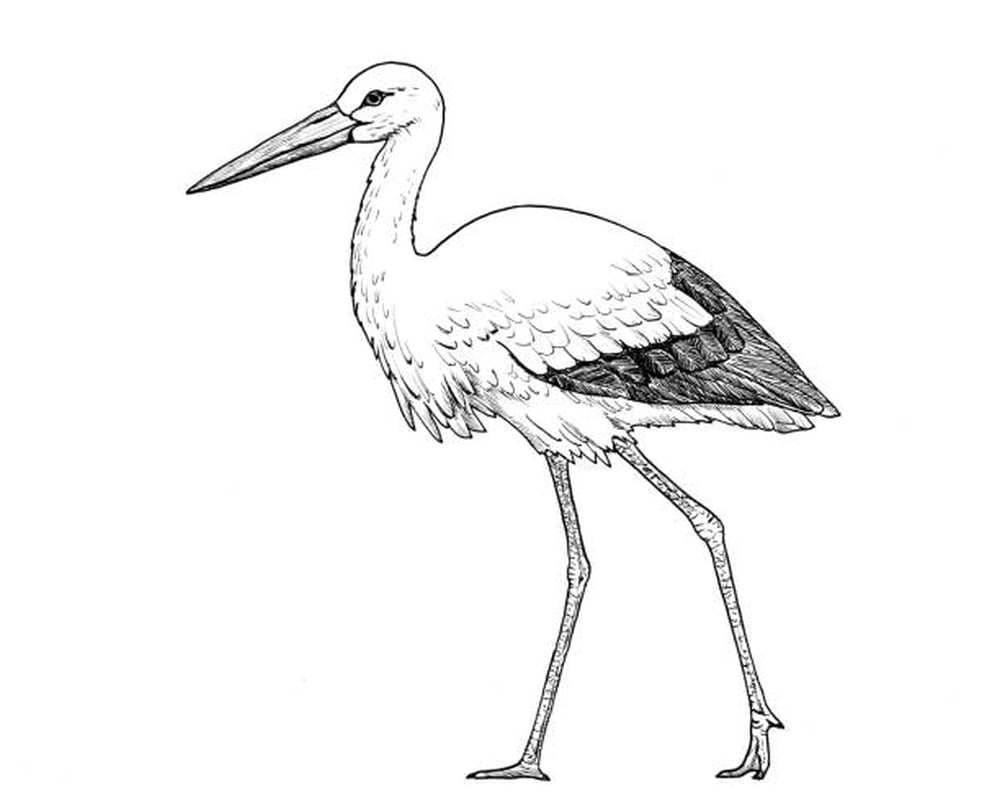 Lithuanian bird stork para sa pagkukulay