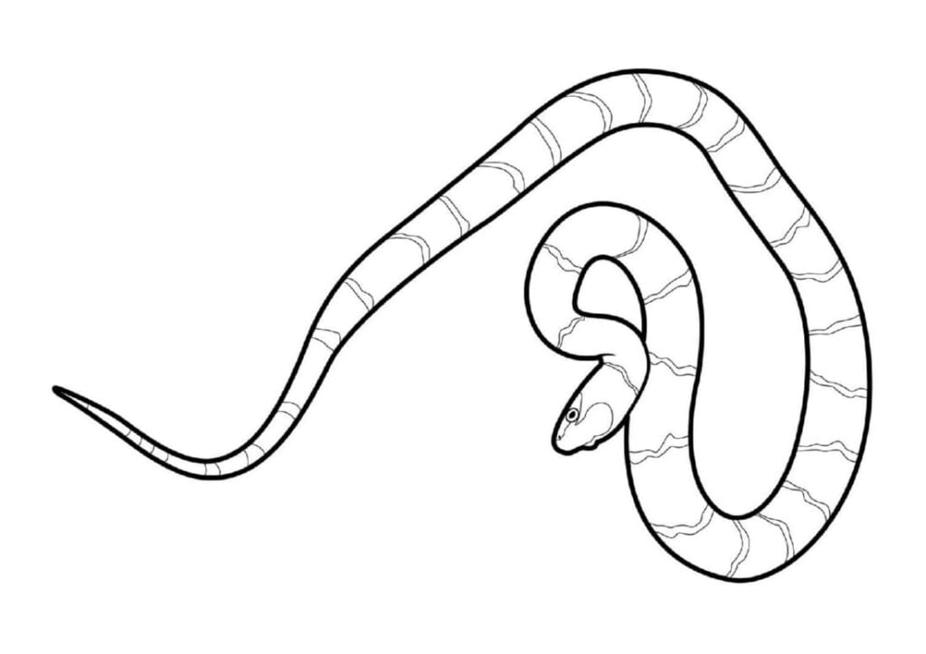 Serpiente para colorear