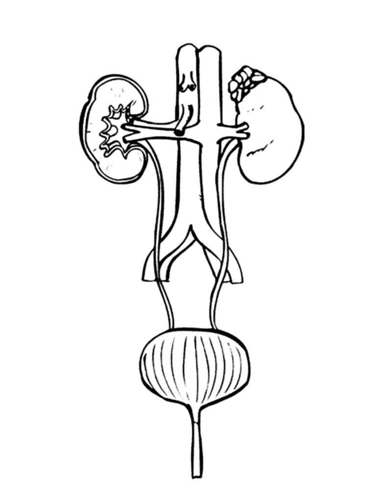 Mga kidney ug pancreas sa tawo alang sa pagmantsa