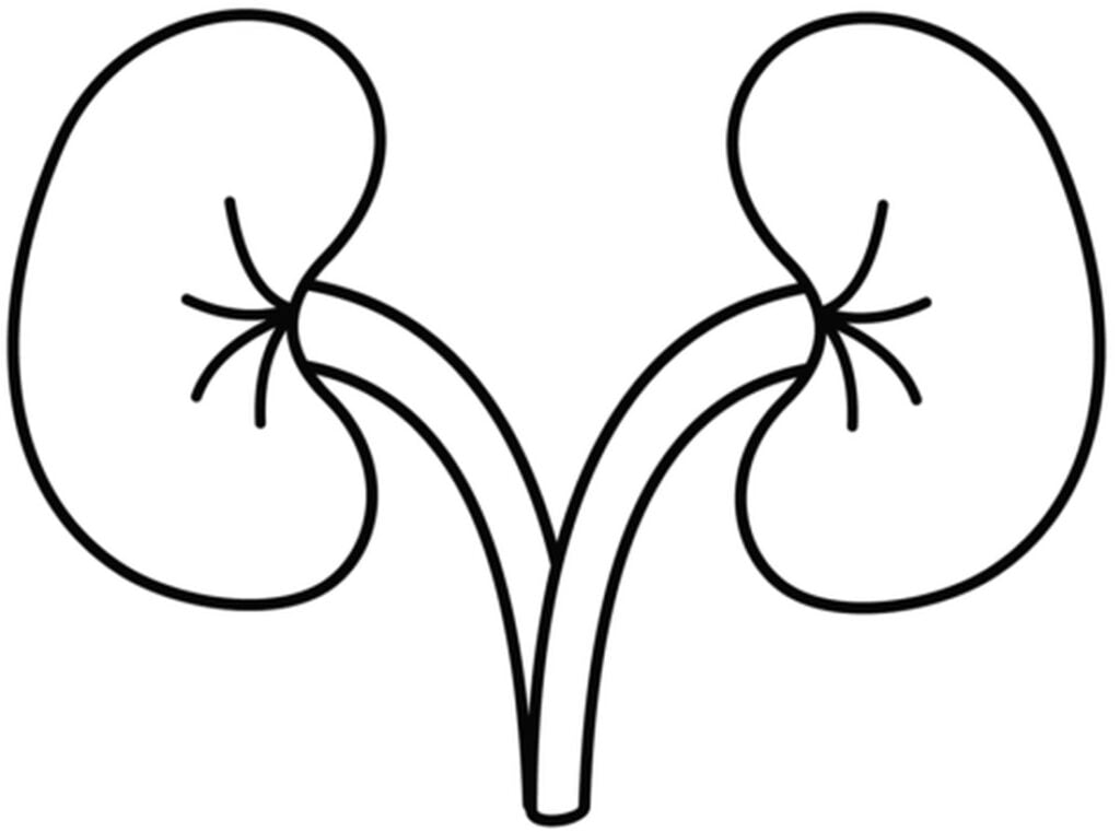 Anatomie van de nieren