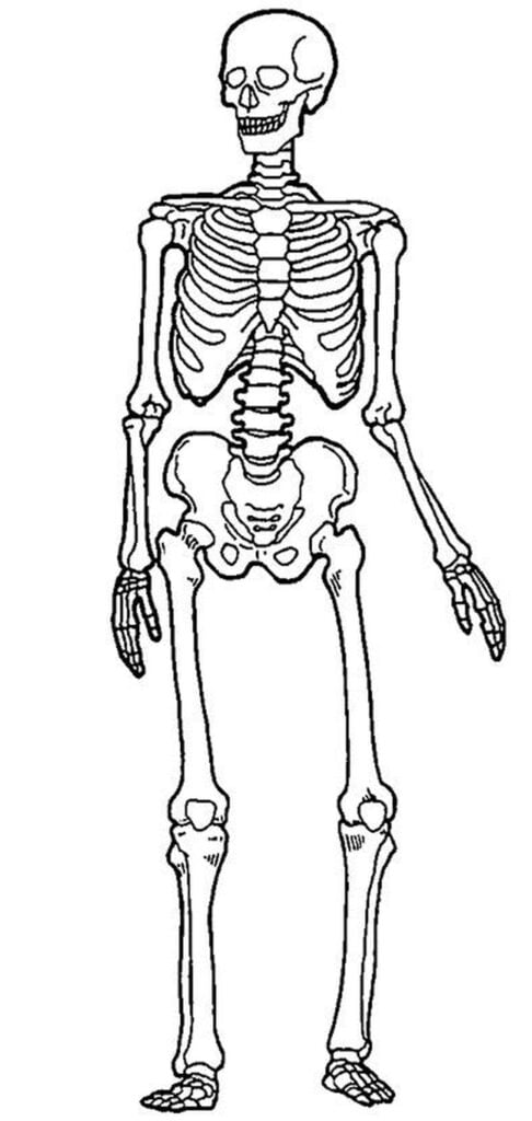 人間の骨、骨格