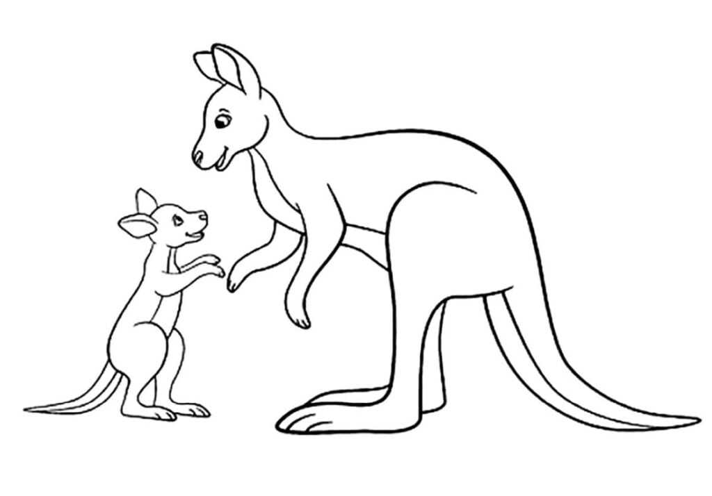 Twee kangaroes