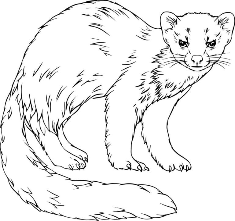 coloriages animaux sauvages https://www.pepe.lt