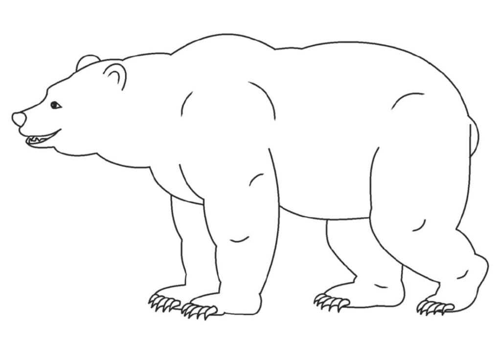 Urso para colorir