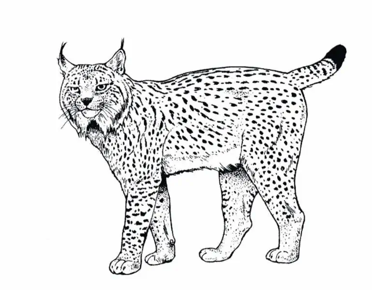 Lynx å fargelegge