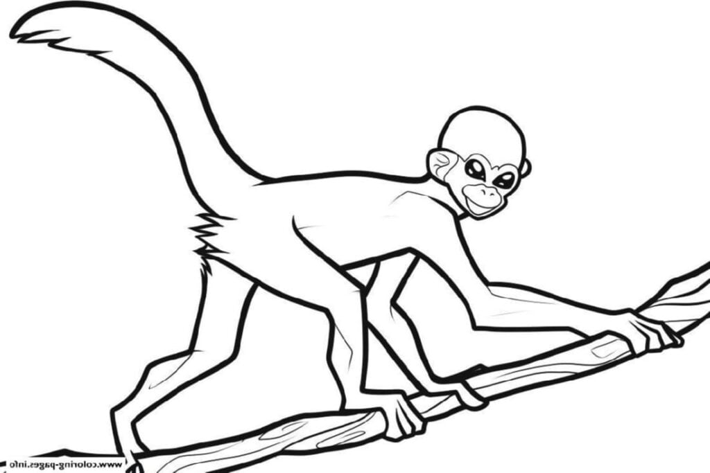 Macaque