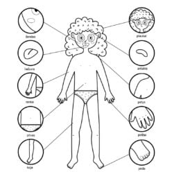 partes do corpo a serem coloridas