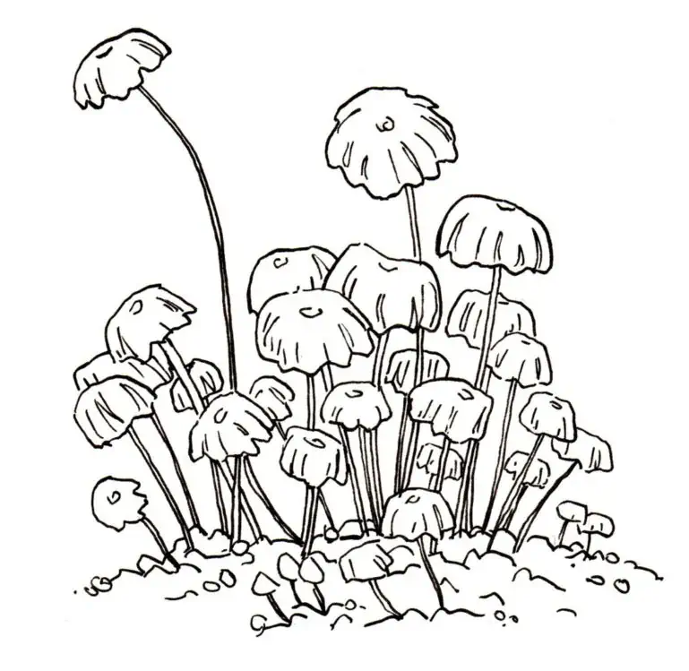 Ungenießbare Pilze sind gefärbt