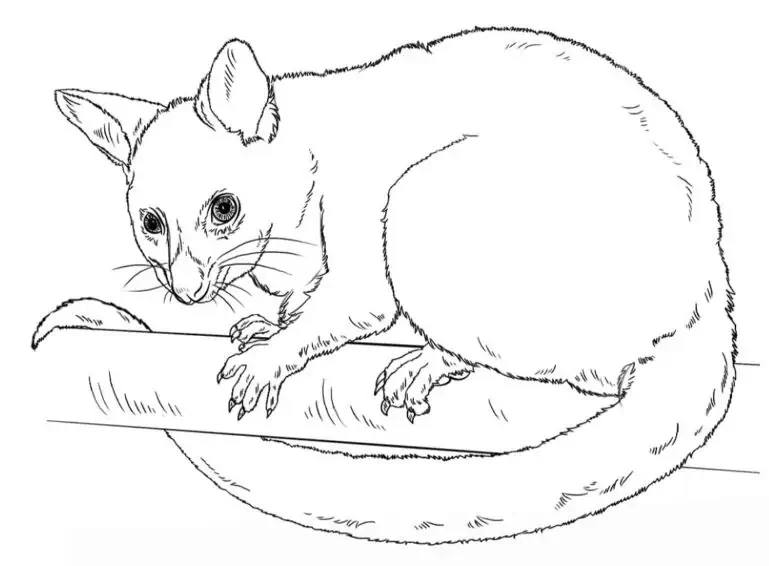 Opossum til farge