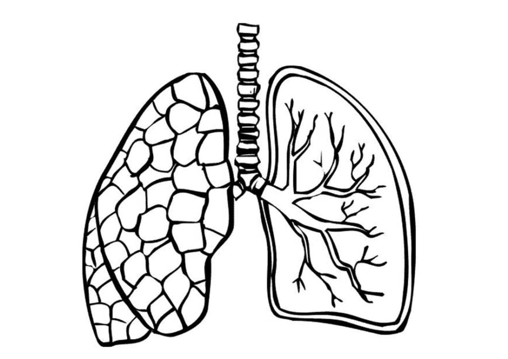 Desenho de pulmões humanos