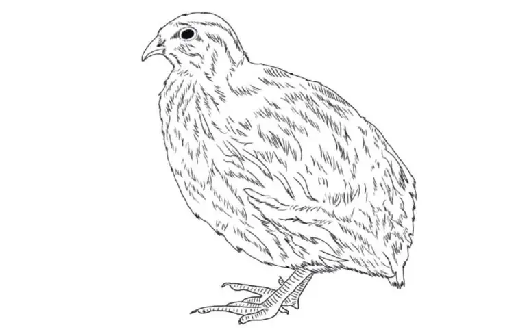 Vaktelen legger små egg
