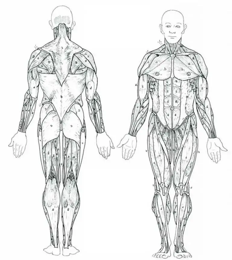 색칠 공부을 위한 인간의 근육