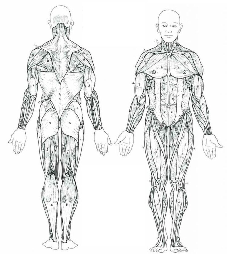 Dibujo de un esqueleto para pintar Imágenes del cuerpo humano