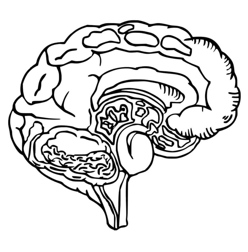 cerveau humain est coloré