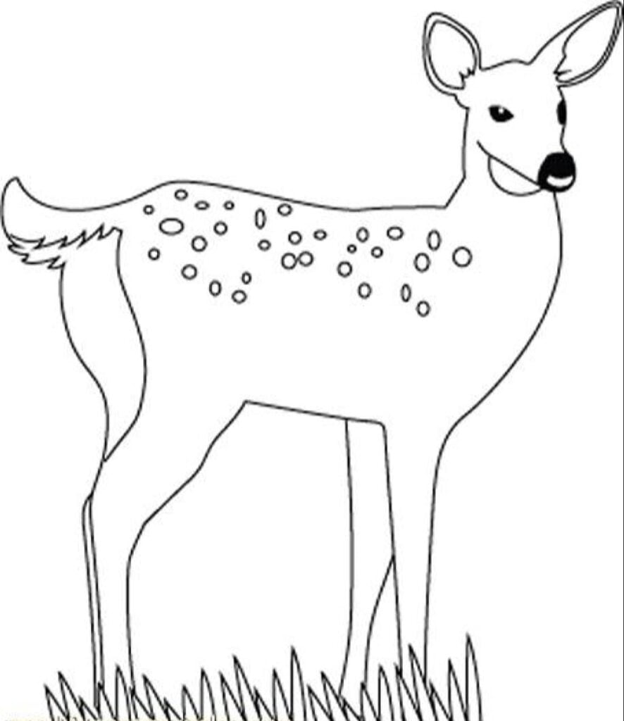 coloriages de biche