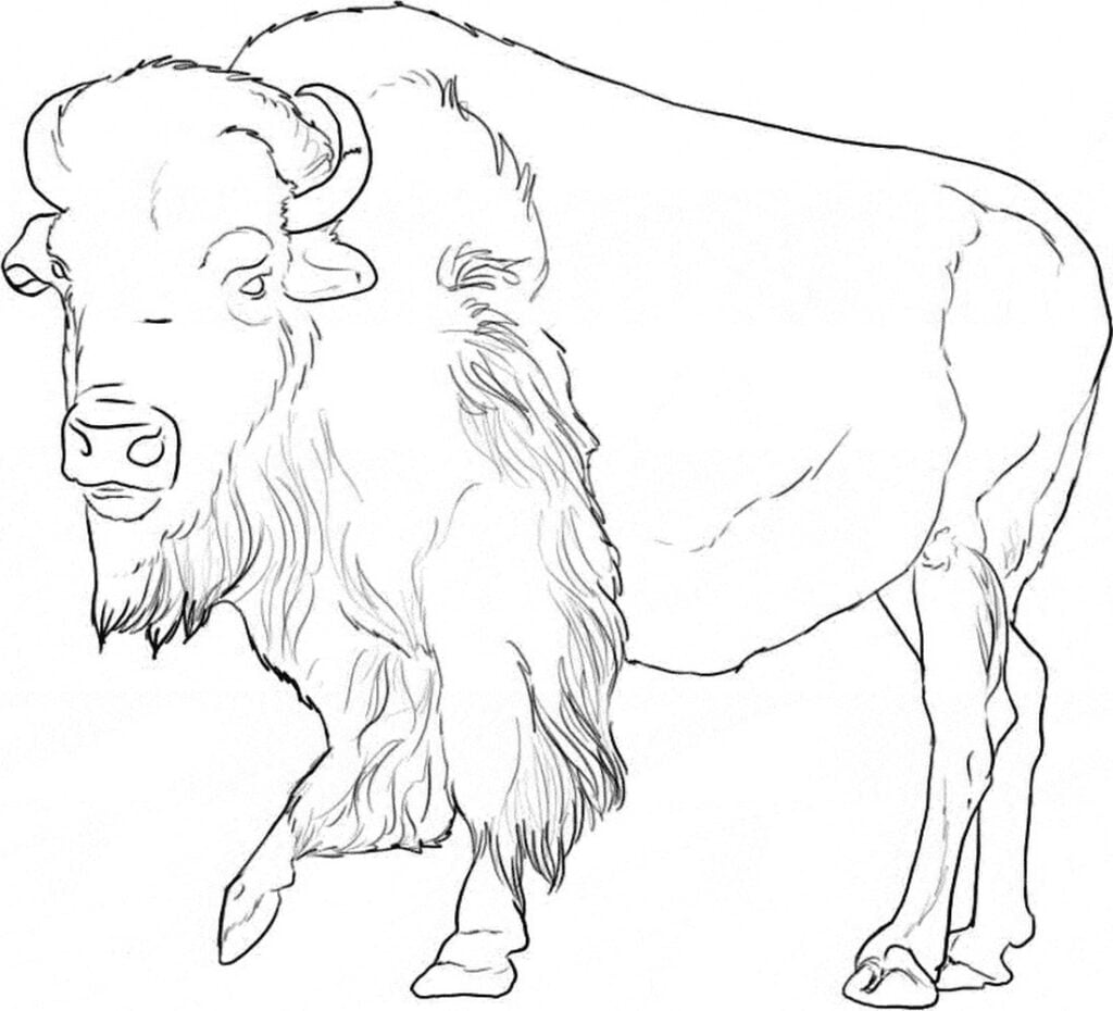 bison coloriage