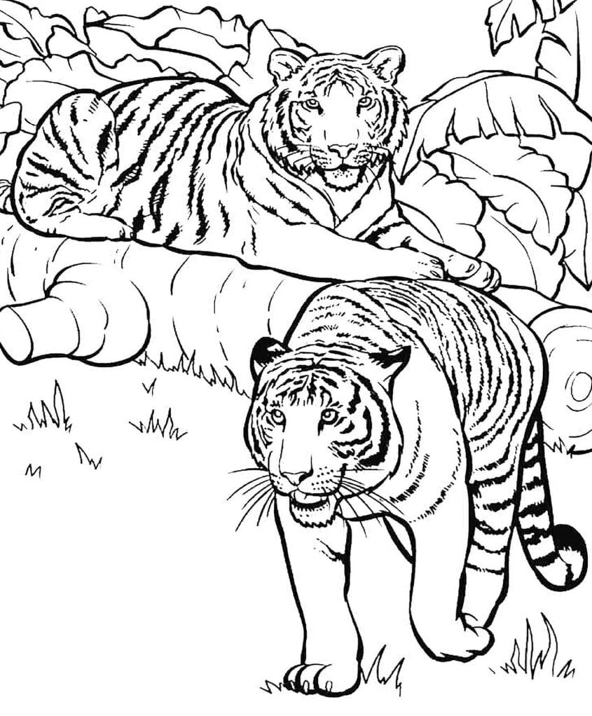 Los tigres son colorear