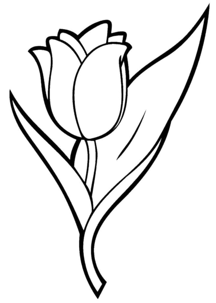 tulipan do kolorowania 