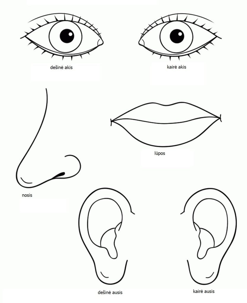 các bộ phận của khuôn mặt