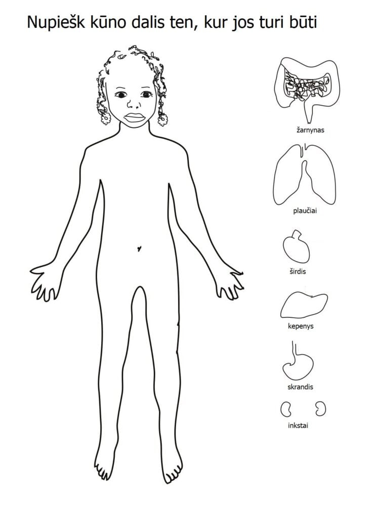 Organes internes humains, tâche