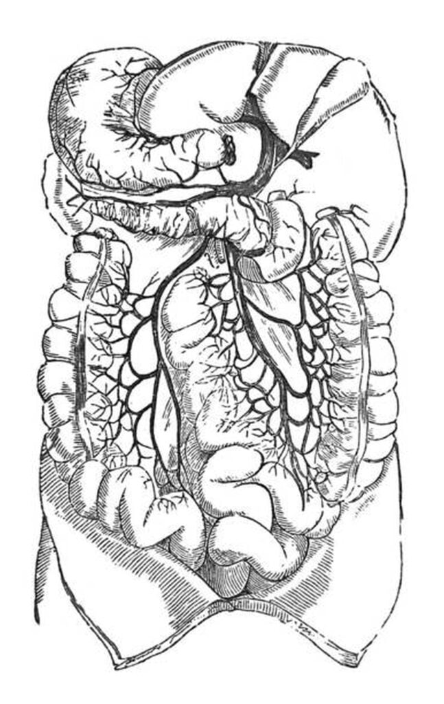 el intestino humano