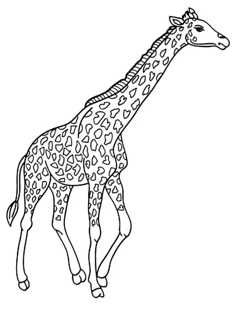 Giraffe å fargelegge