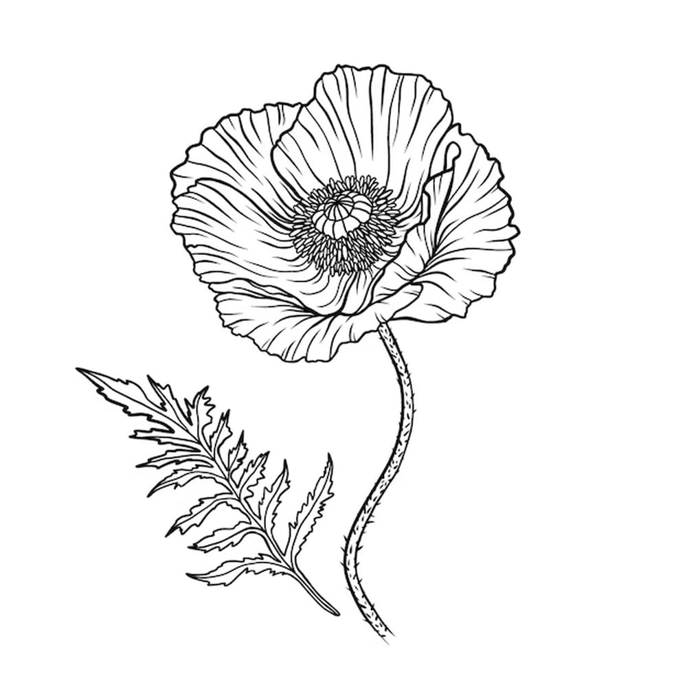 Papaver kleurplaten