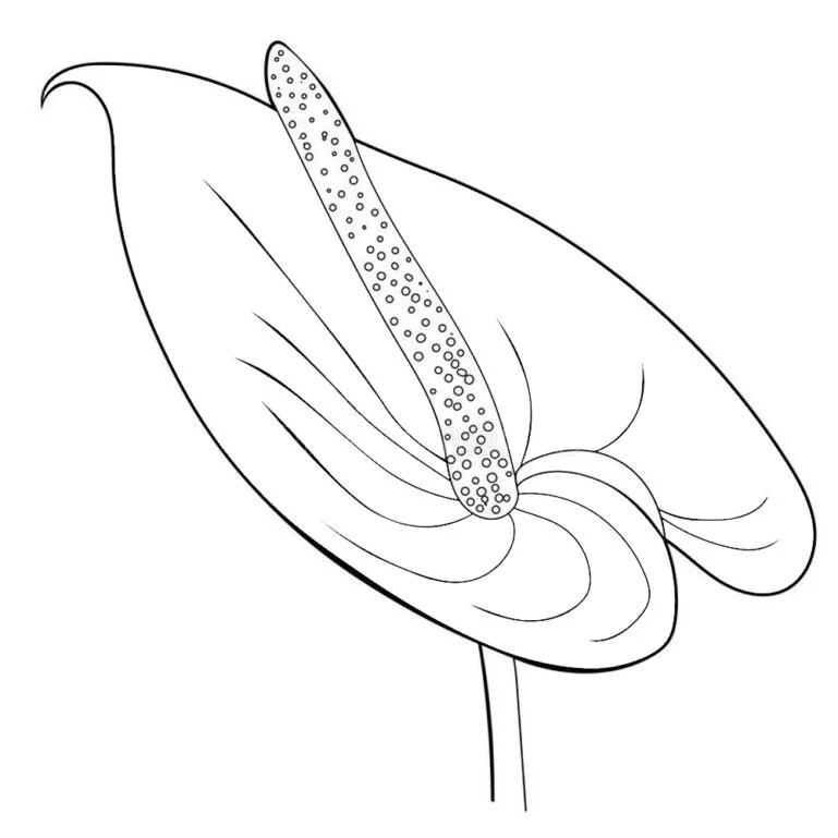 Anden blomst