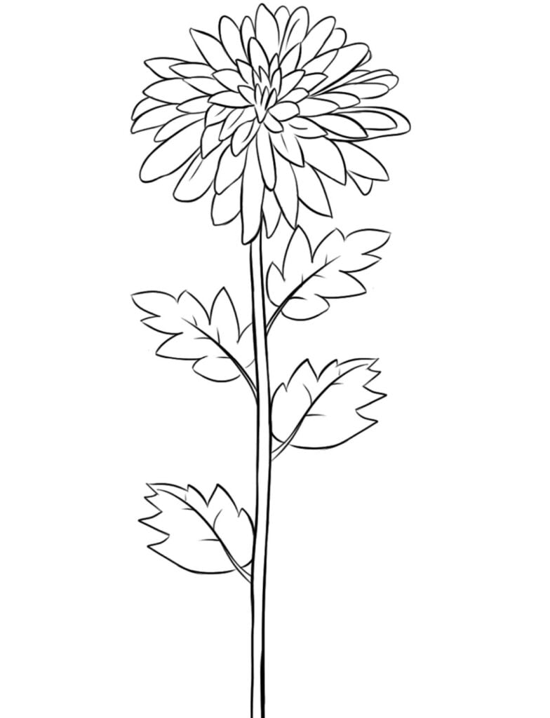 Krysantemum blomma