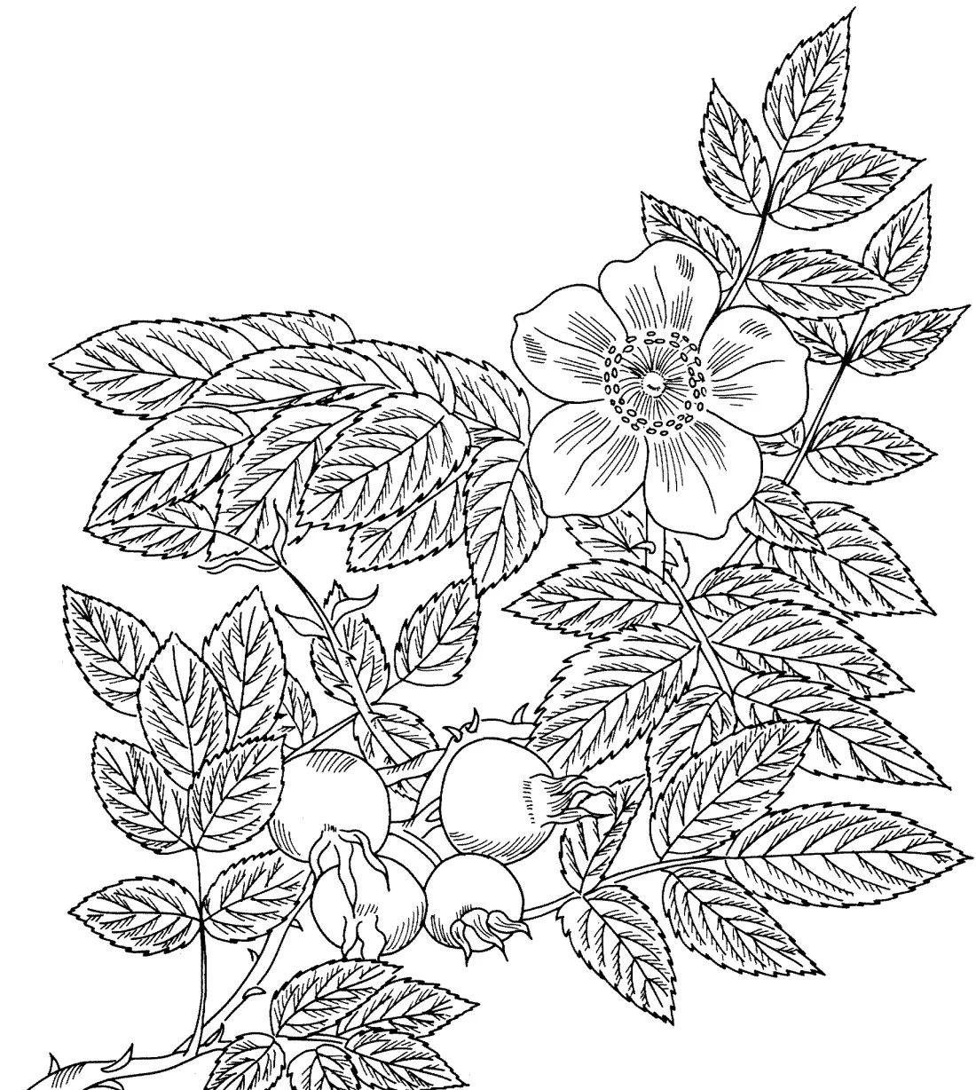 Tidsel tegning