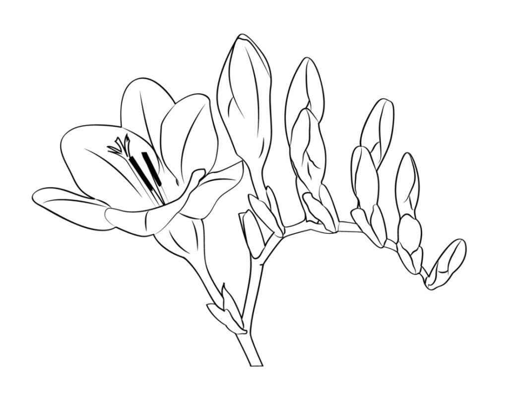 Freesia kleurplaten