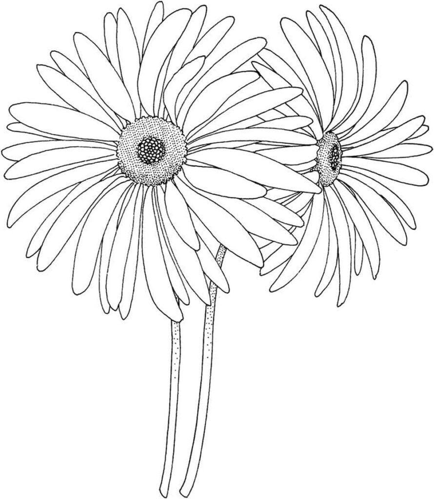 Gerbera's kleurplaten