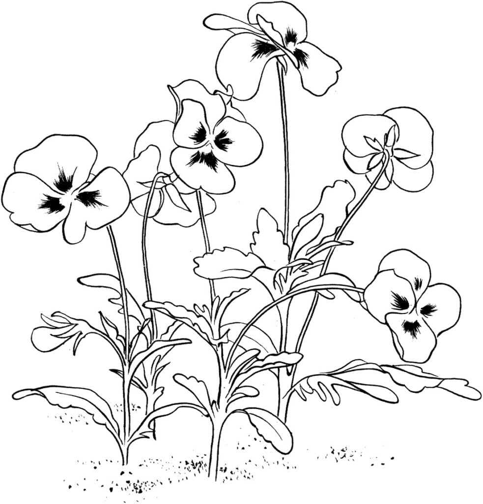زهور اليتيم