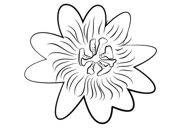 Passionsblomst