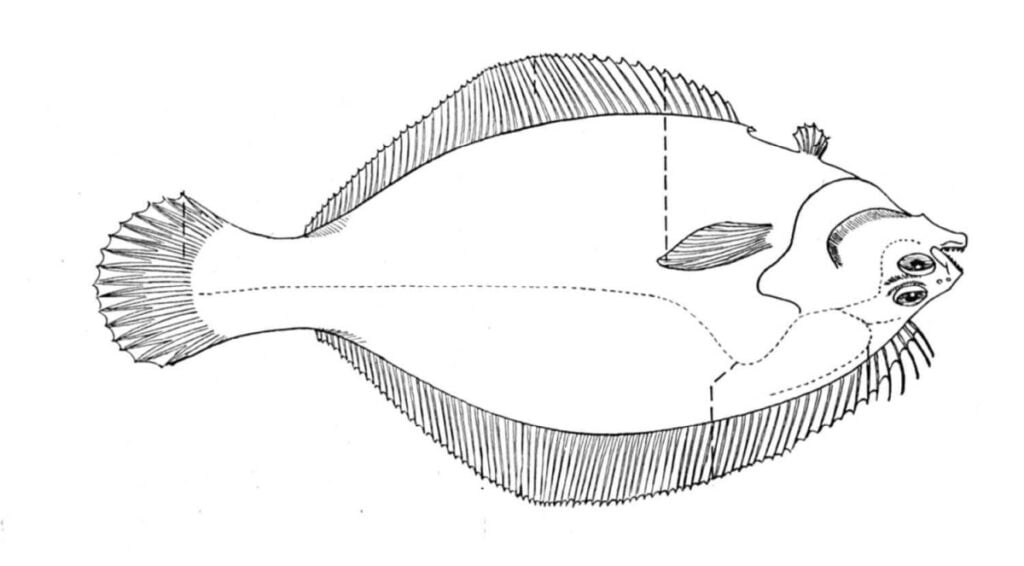 Plaice renkli Pleuronectidae