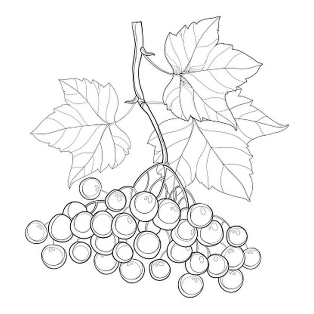 Viburnum. Bûşkê Pûtîn, ber.