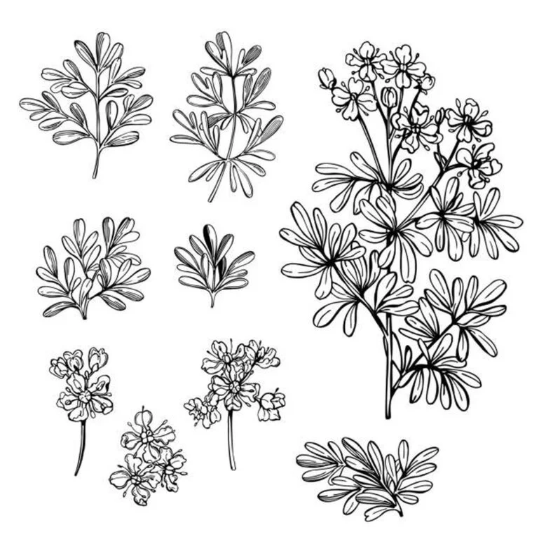 Blomsten er rue, rue-farvet