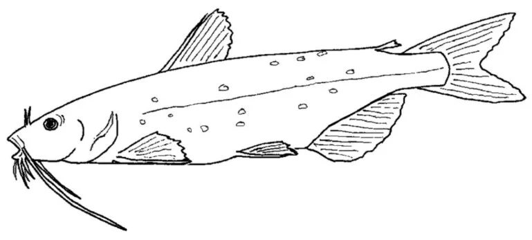 Silurus glanis 착색용 메기