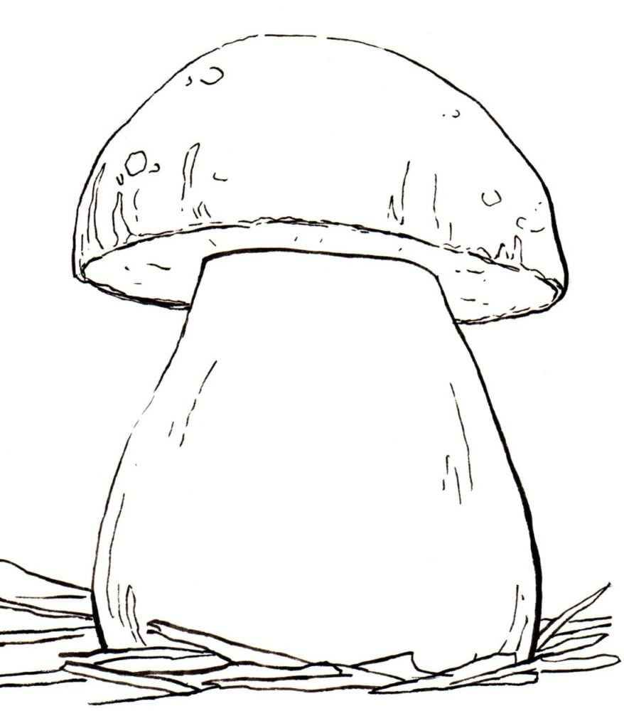 Storacotis boletus