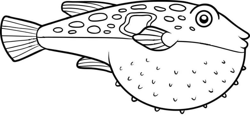 سمكة FUGU Tetraodontidae