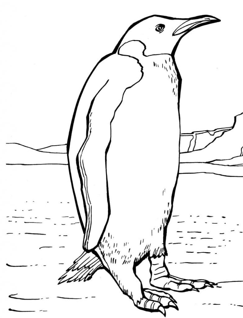 Pinguin Ausmalbilder