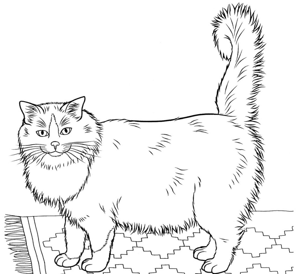 Chat Ragdoll coloriage