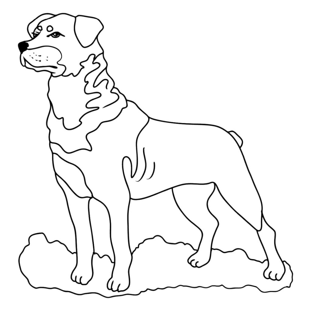 Rottweiler coloriage