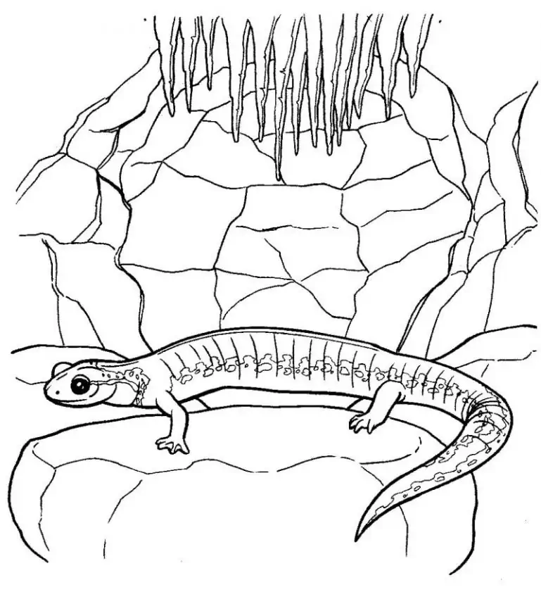 Ödla målarbilder Salamandra