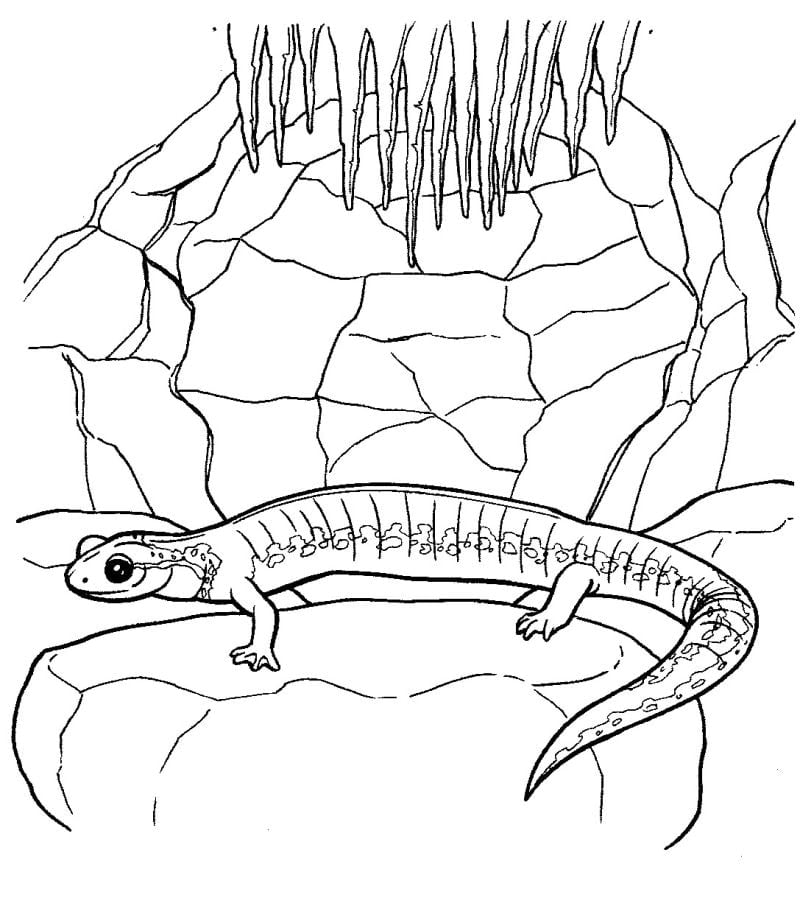 Kadal untuk mewarnai Salamandra