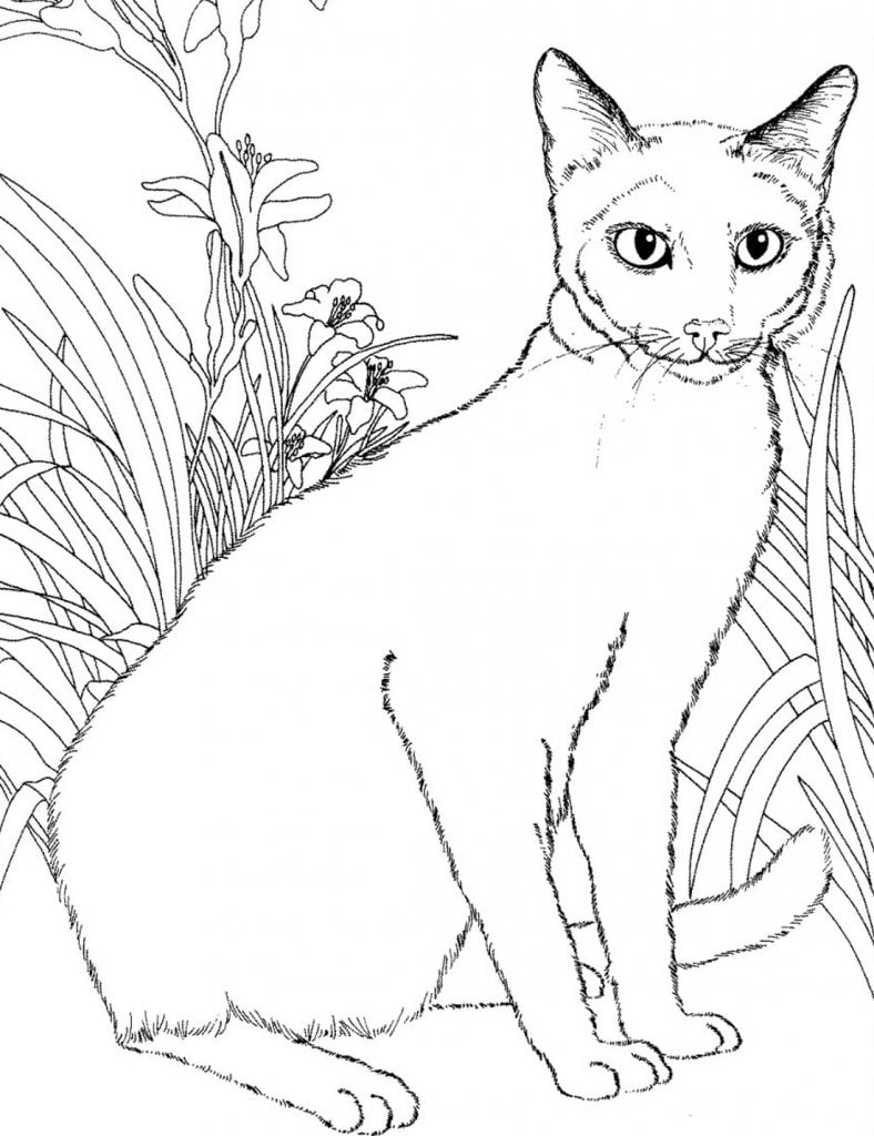 Colorir de gato siamês