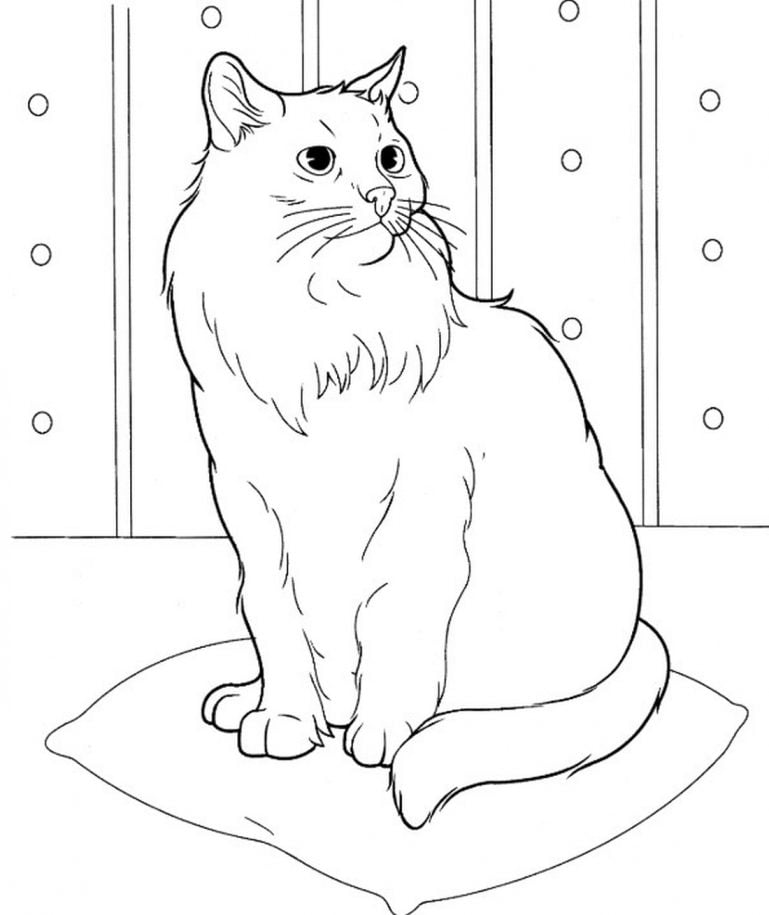 Dessins de chat coloriages