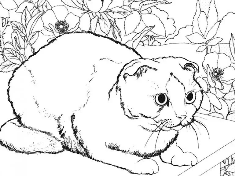 색칠 공부 - 고양이 🐱