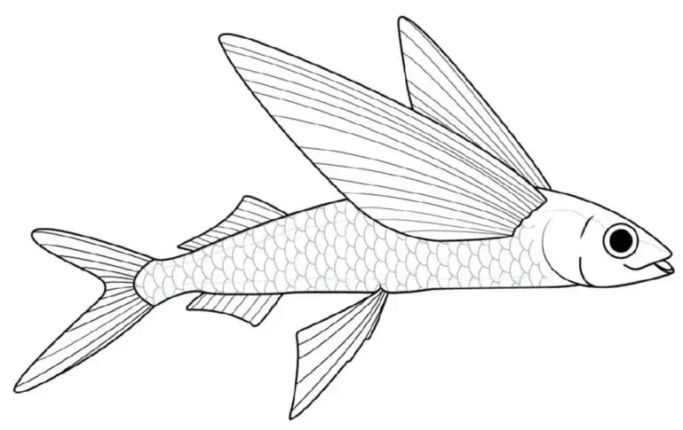 색칠을 위한 비행 연 물고기(Exocoetidae).