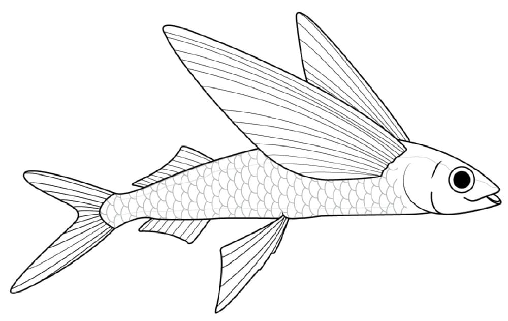 トビウオ (Exocoetidae) の着色用。